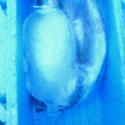 サバ～アジ～アジ～